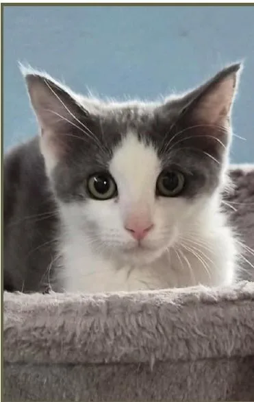 A young small-sized female Domestic Short Hair cat named Kirby for adoption in Albuquerque, NM