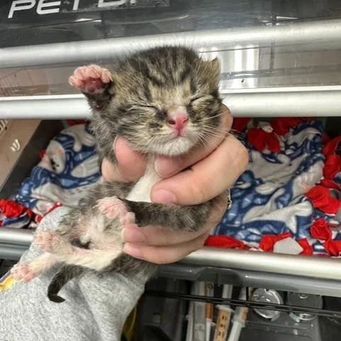 A baby small-sized female Brown / Chocolate Domestic Short Hair cat named Eeeny for adoption in Indianapolis, IN