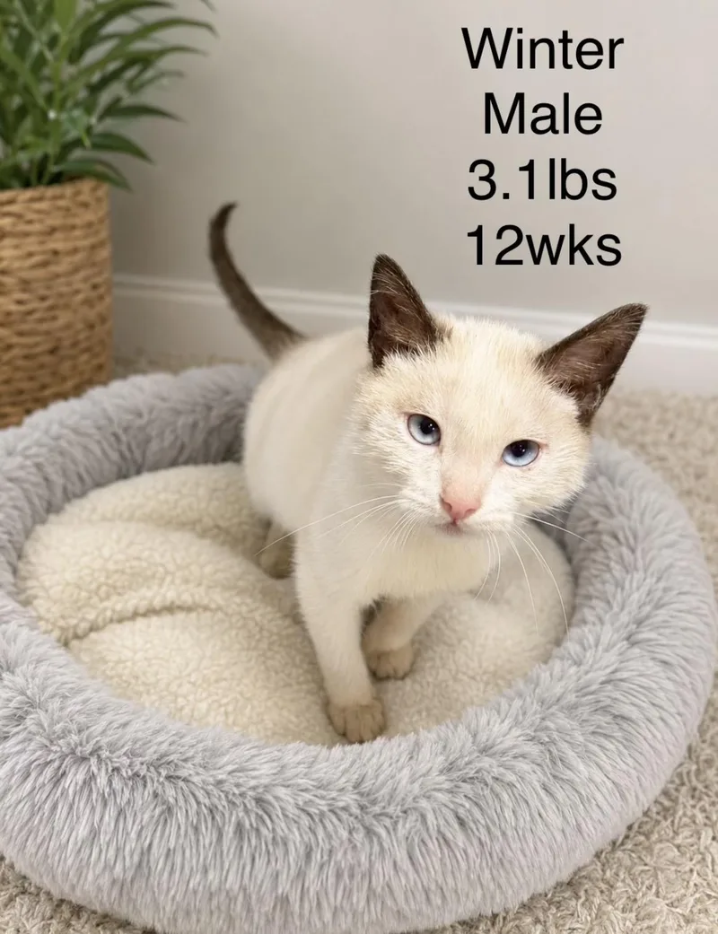 A baby medium-sized male Seal Point Domestic Short Hair cat named Winter for adoption in Gainesville, VA
