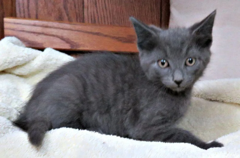 A baby medium-sized male Gray / Blue / Silver Domestic Short Hair cat named Lars for adoption in Lexington, VA
