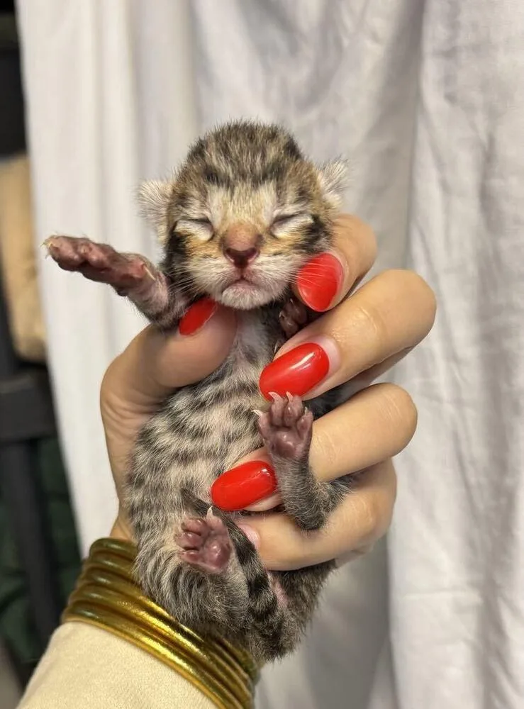 A baby small-sized female Brown / Chocolate Domestic Short Hair cat named Paperclip for adoption in Statesboro, GA