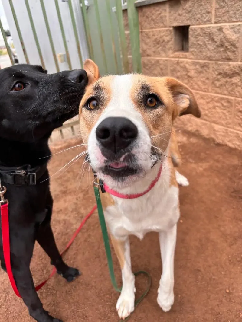 An adult large-sized female Yellow / Tan / Blond / Fawn Mixed Breed dog named Canela for adoption in Hobbs, NM