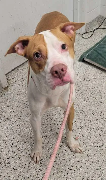 An adult large-sized male Red / Chestnut / Orange Pit Bull Terrier dog named Pony for adoption in Kansas City, MO