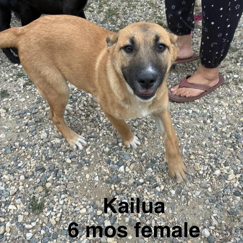 A baby large-sized female Dutch Shepherd dog named Kailua D for adoption in Minnetonka, MN
