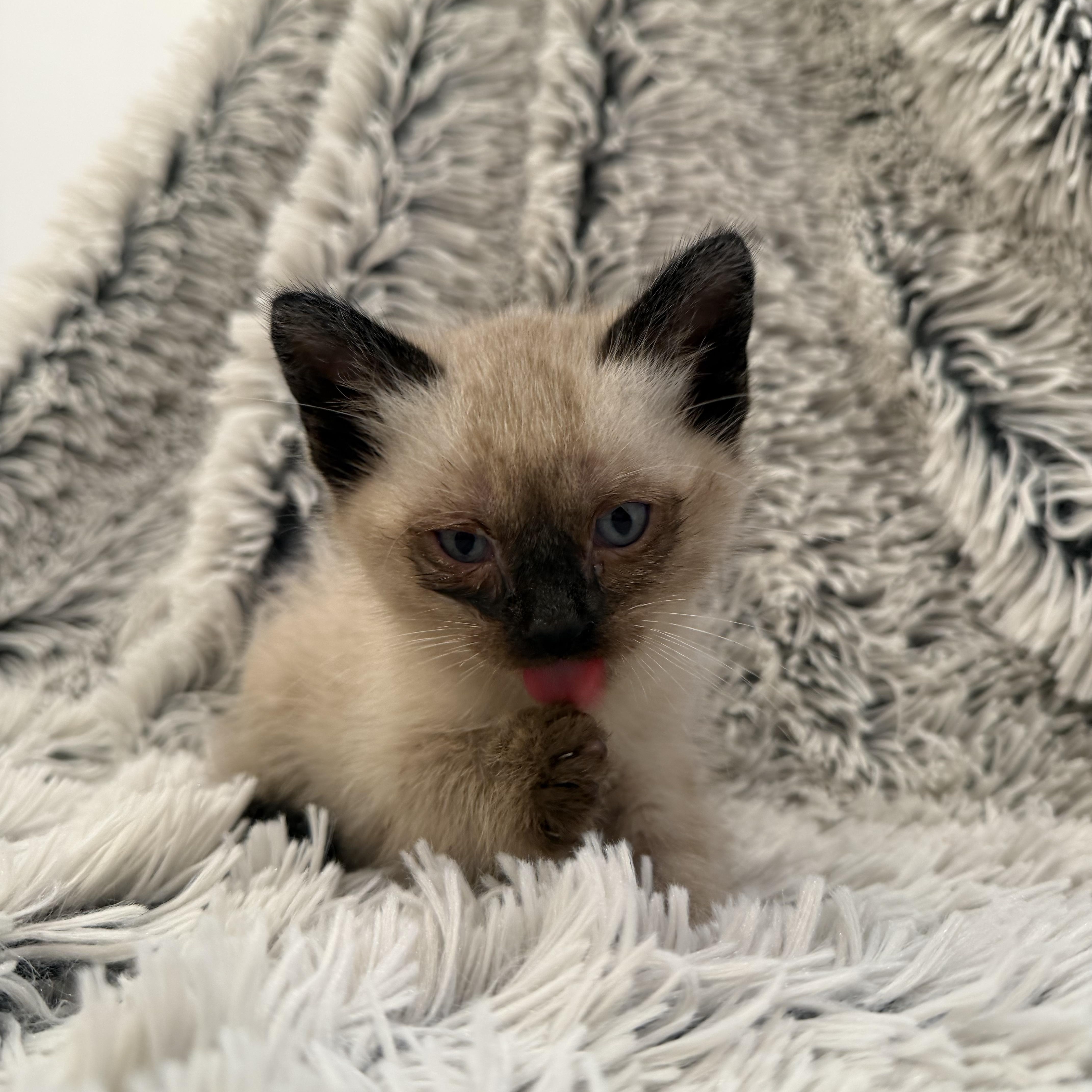 A baby medium-sized male Seal Point Siamese cat named Chip for adoption in Moriches, NY