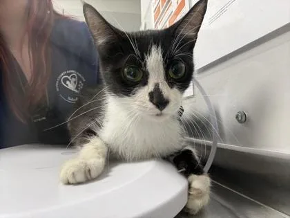 An adult medium-sized female Domestic Short Hair cat named Miss Beauregard for adoption in Sevierville, TN