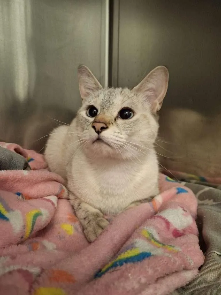 An adult medium-sized female Gray & White Siamese cat named Angel for adoption in Ironwood, MI