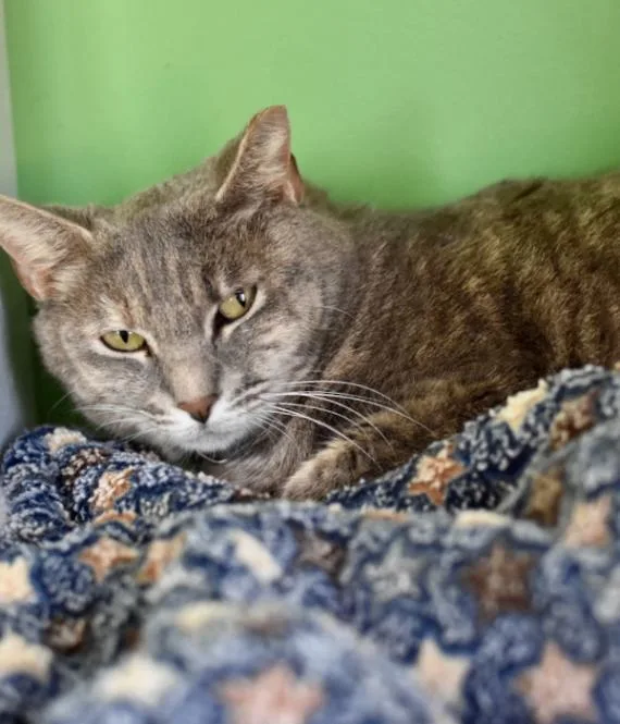 Thin Mint thumbnail 2