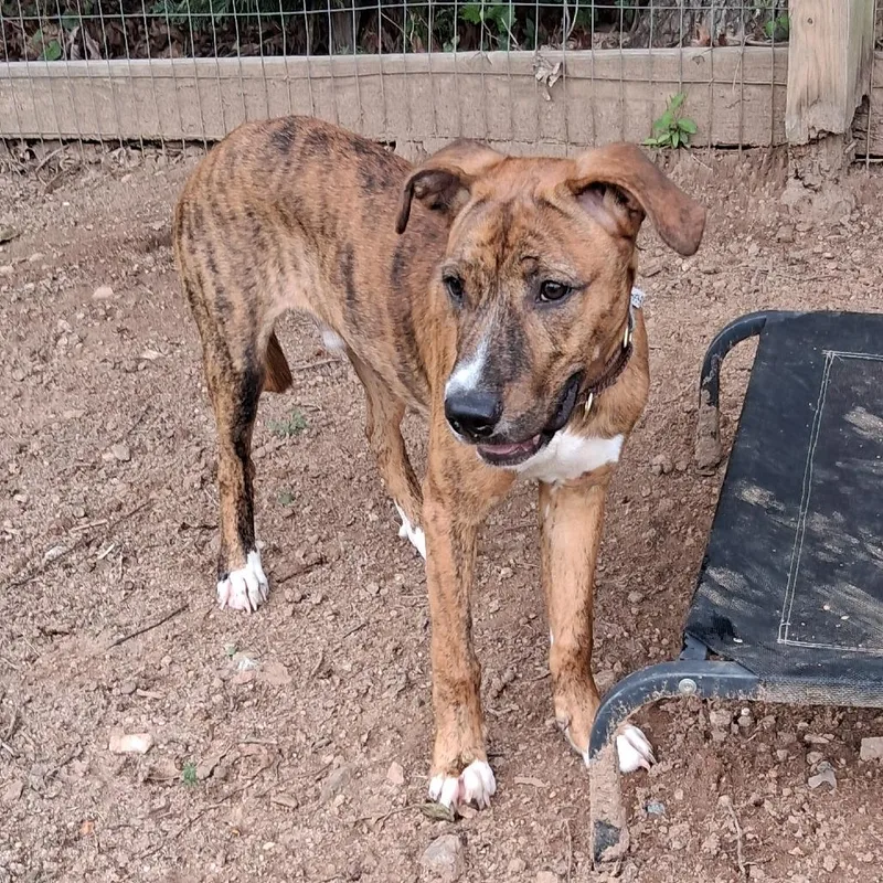 A baby small-sized male Brindle Hound dog named Tigrato for adoption in Wake Forest, NC