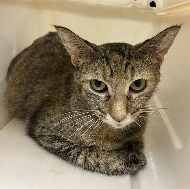 A young small-sized female Domestic Short Hair cat named Mint for adoption in Olivette, MO