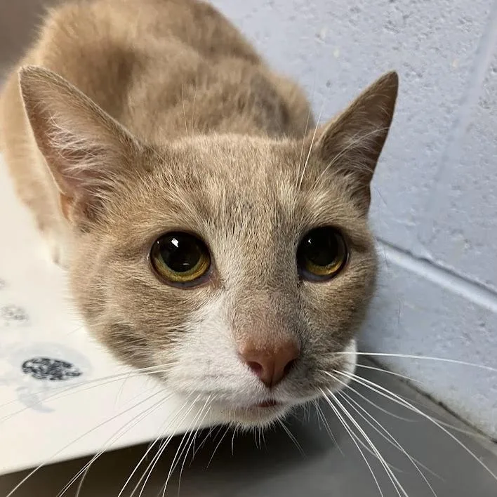 An adult medium-sized male Buff / Tan / Fawn Domestic Short Hair cat named Sunny for adoption in DeKalb, IL