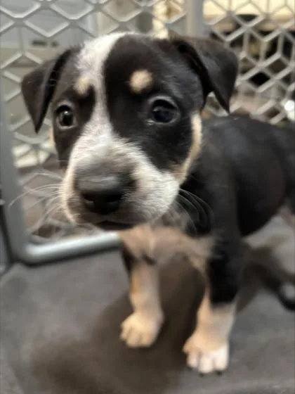 A baby small-sized female Mixed Breed dog named Calorie for adoption in Chamblee, GA