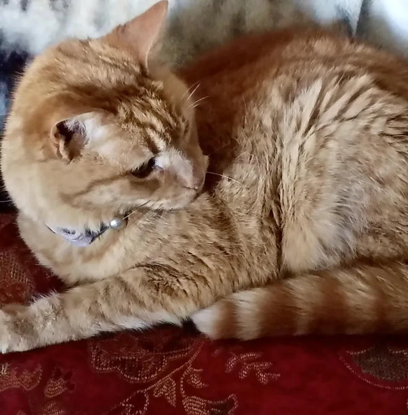 A senior medium-sized female Orange / Red Domestic Short Hair cat named Gracie for adoption in BLACK MOUNTAIN, NC