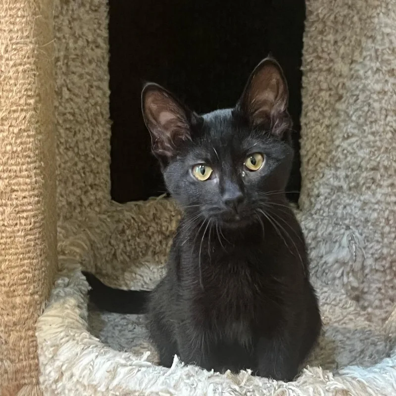A baby small-sized male Black Domestic Short Hair cat named Tim Tam FC AS for adoption in Union, MO