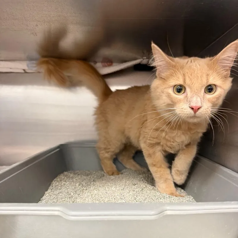 A baby small-sized female Domestic Medium Hair cat named Whitney for adoption in Hamburg, NY