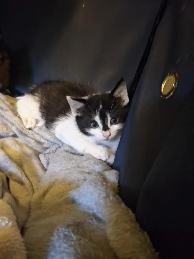 A baby small-sized male Black & White / Tuxedo Domestic Short Hair cat named Badger Silver for adoption in Peoria, IL