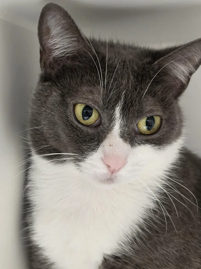 An adult medium-sized female Gray & White Domestic Short Hair cat named Olivileen for adoption in Grants Pass, OR