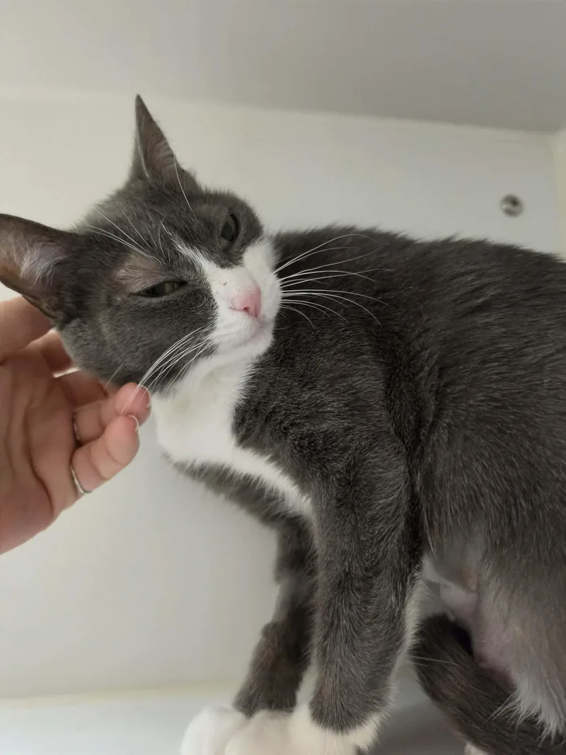 Olivileen thumbnail 3