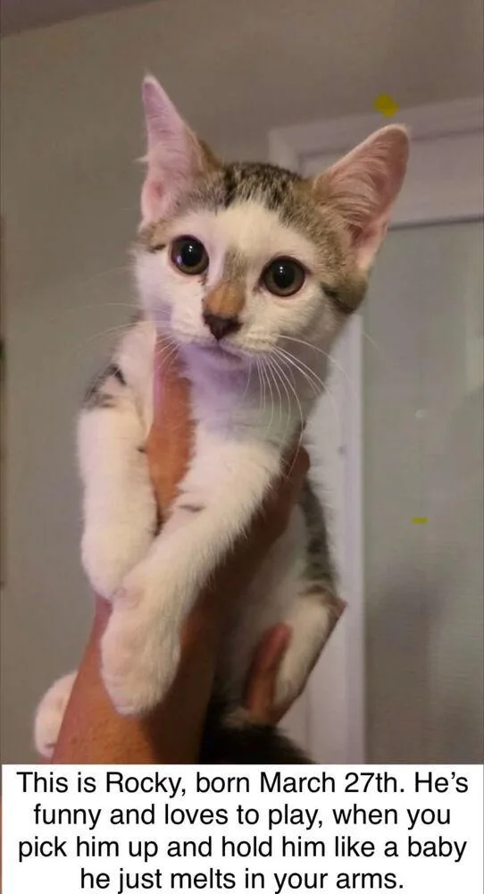 A baby medium-sized male Gray & White Domestic Short Hair cat named Rocky for adoption in Kannapolis, NC