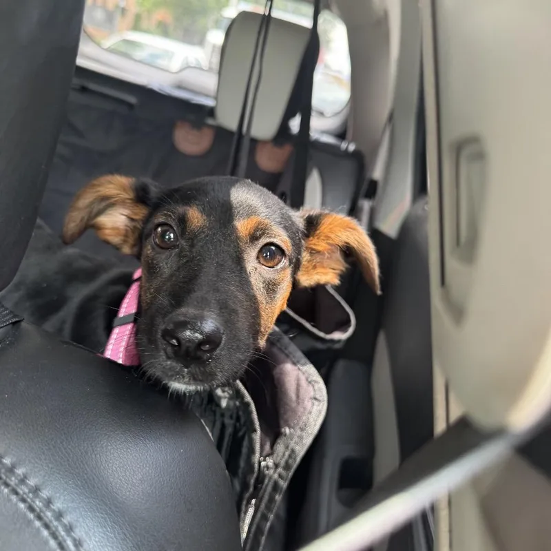 A baby medium-sized female Black Hound dog named Fristy for adoption in Ferndale, MI