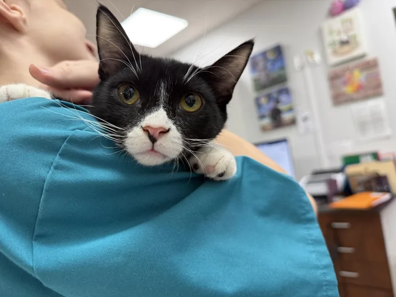 A baby medium-sized male Black Domestic Short Hair cat named Big Boss for adoption in Chandler, AZ