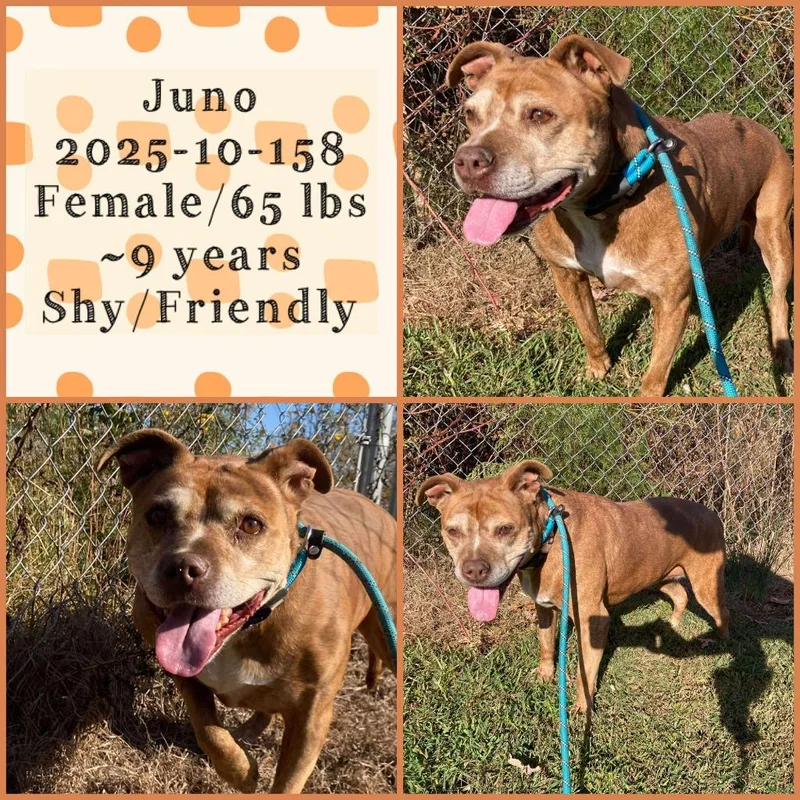 A senior medium-sized female Pit Bull Terrier dog named Juno for adoption in Winder, GA