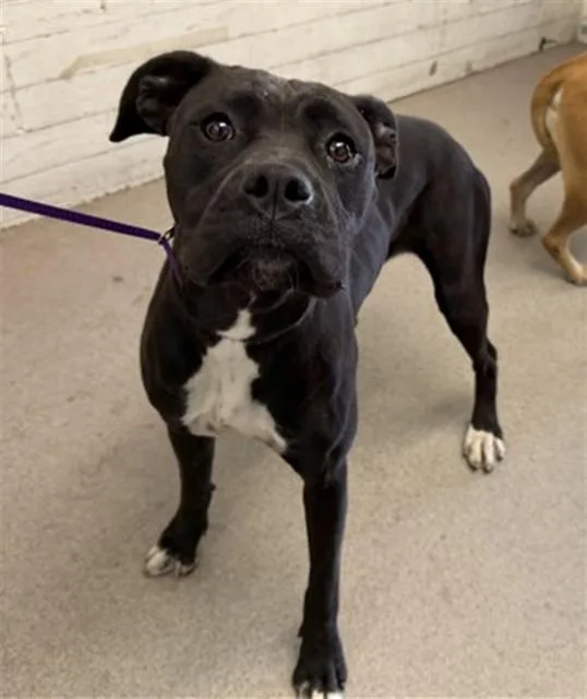 A young medium-sized female Pit Bull Terrier dog named Gaia for adoption in San Bernardino, CA