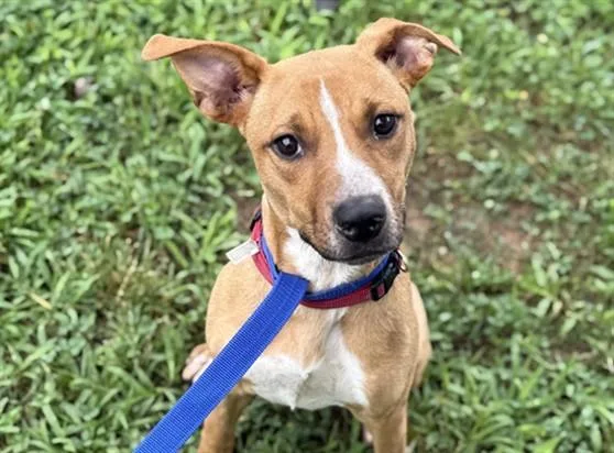 A young medium-sized female Mixed Breed dog named Ally for adoption in Newton, NC
