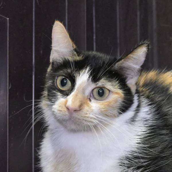 An adult small-sized female Domestic Short Hair cat named Cali for adoption in Austin, TX
