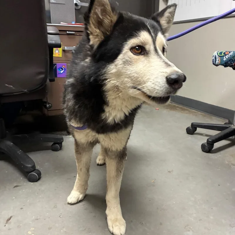An adult large-sized male Husky dog named Lobo for adoption in Yuma, AZ