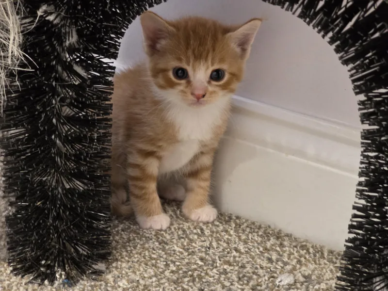 A baby medium-sized male Tabby (Orange / Red) Domestic Short Hair cat named Pepperoni for adoption in Manchester, CT
