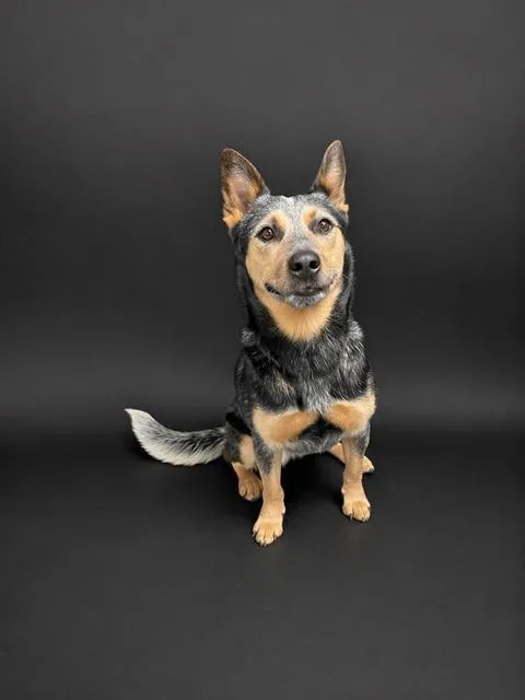 A young medium-sized female Australian Cattle Dog / Blue Heeler dog named Roxy for adoption in Winter Haven, FL
