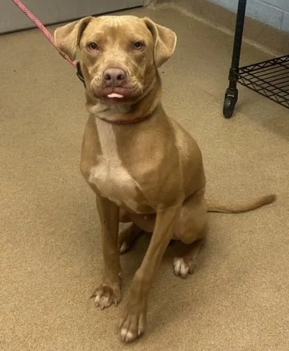 An adult medium-sized male Mixed Breed dog named Tenzin for adoption in Chamblee, GA