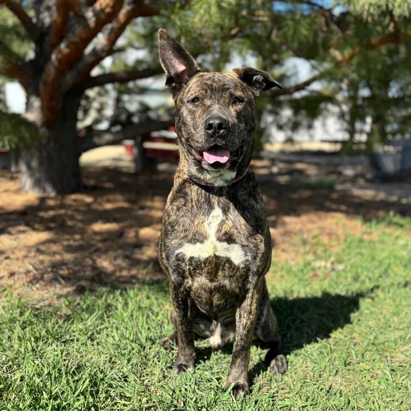 An adult large-sized male Brindle Pit Bull Terrier dog named Elwood for adoption in Fargo, ND