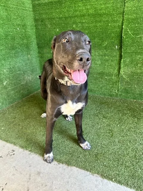 A young large-sized female Labrador Retriever dog named Piper for adoption in Lancaster, CA