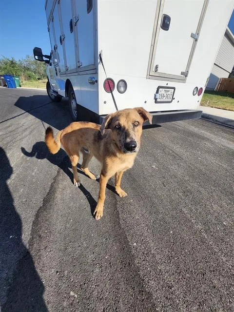 A young large-sized male German Shepherd Dog dog named Thomas for adoption in San Antonio, TX