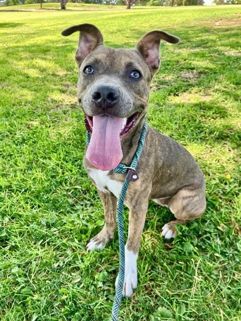 A young medium-sized female Pit Bull Terrier dog named Ariel for adoption in Albuquerque, NM