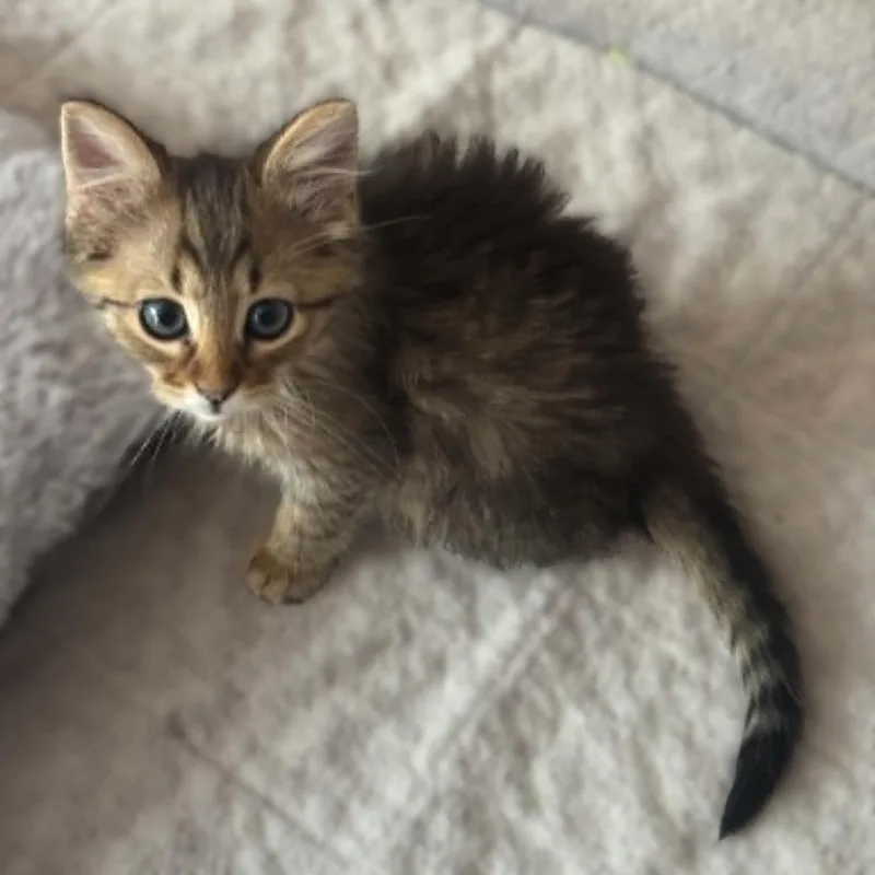 Bijoux