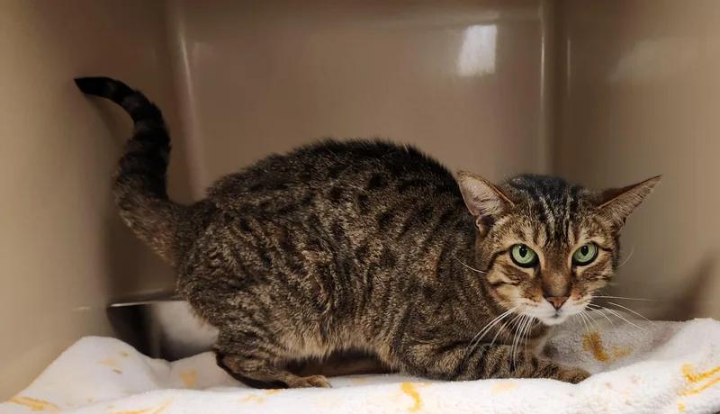 An adult medium-sized male Tabby (Brown / Chocolate) Domestic Short Hair cat named Harry Pawter for adoption in Clayton, NJ