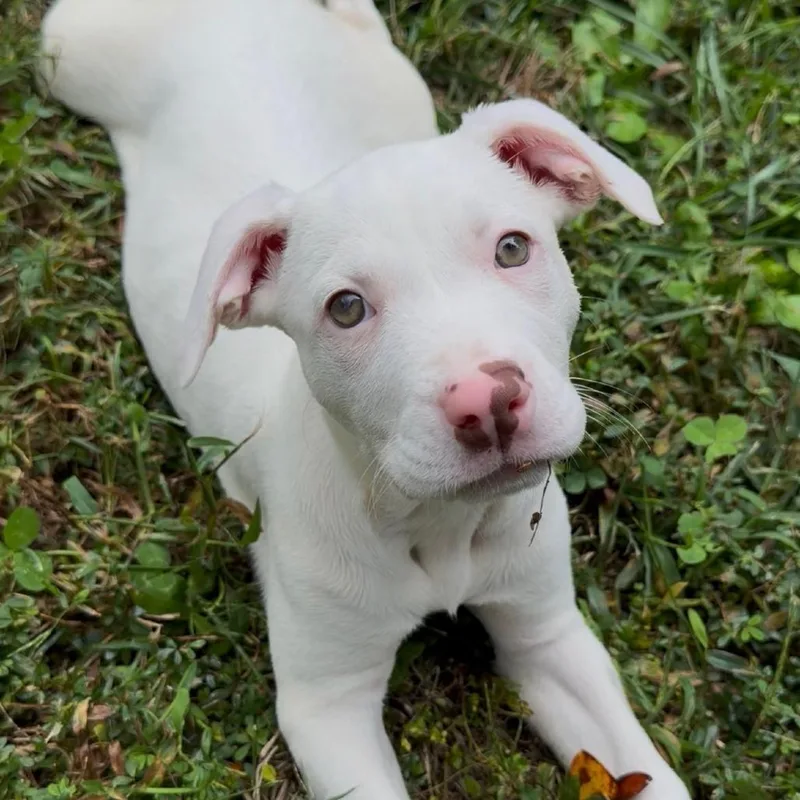 A baby medium-sized female Pit Bull Terrier dog named Aura for adoption in Durham, NC