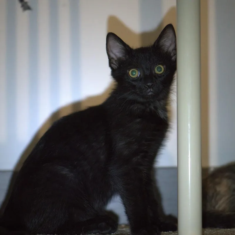 A baby medium-sized male Black Domestic Short Hair cat named Spike for adoption in East Smithfield , PA