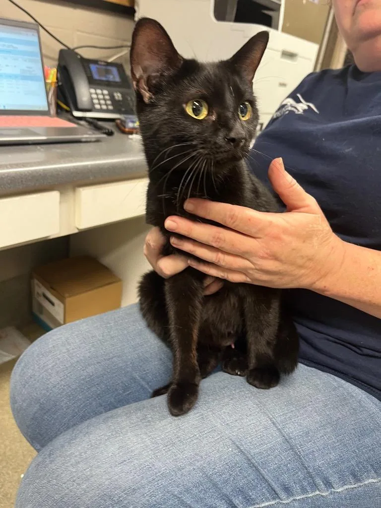 A young large-sized female Domestic Short Hair cat named Danni for adoption in Hopkinsville, KY