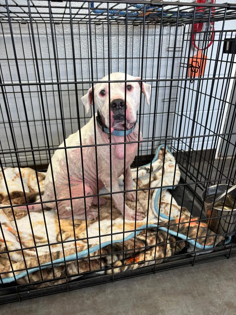 An adult large-sized male Pit Bull Terrier dog named Patrick for adoption in Hermitage, PA