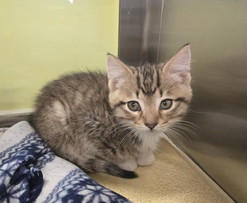 A baby small-sized male Domestic Short Hair cat named Percy for adoption in Dickson, TN
