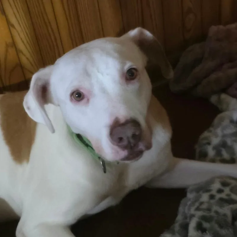 A senior medium-sized female Mixed Breed dog named Hazel for adoption in DeKalb, IL