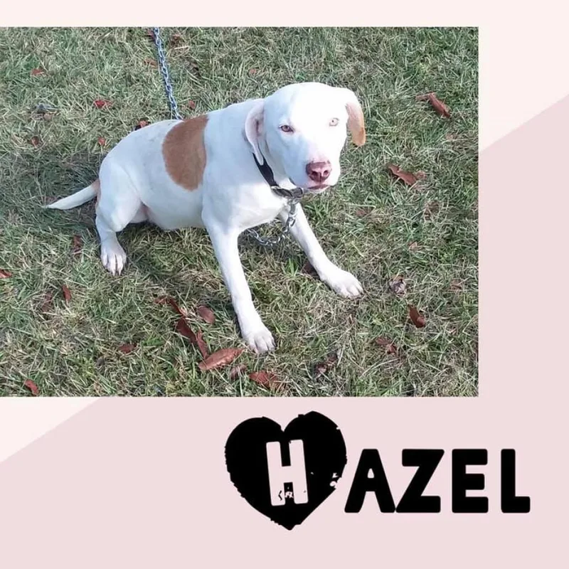 Hazel thumbnail 3