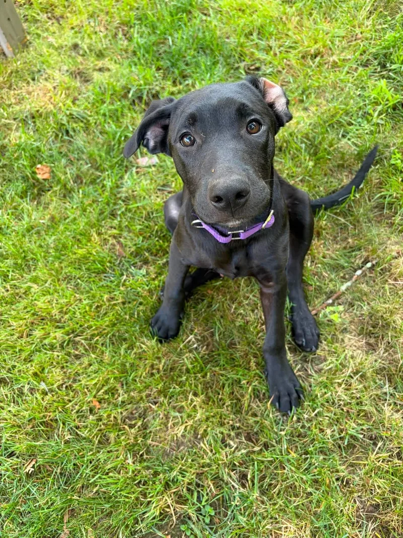 A baby large-sized male Black Labrador Retriever dog named Brit for adoption in Griswold, CT