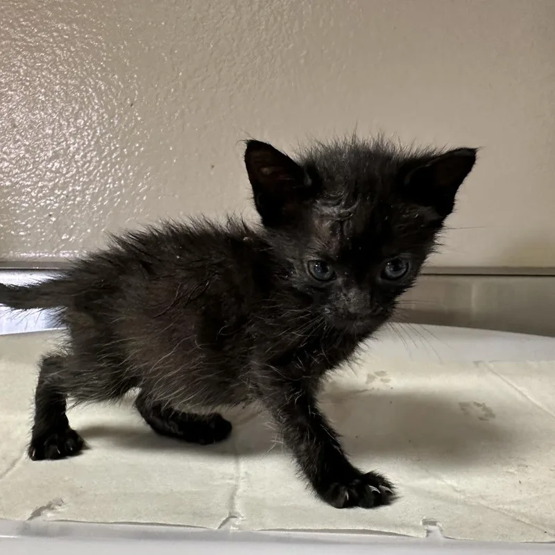 A baby small-sized male Black Domestic Short Hair cat named Jason for adoption in San Antonio, TX