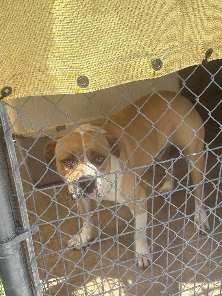 An adult large-sized male Boxer dog named Floyd for adoption in Brownwood, TX