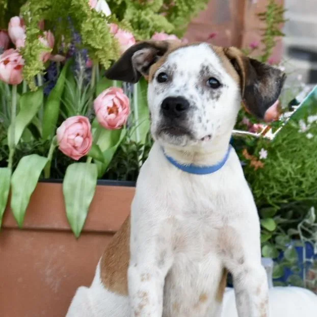 A baby small-sized male White / Cream Australian Cattle Dog / Blue Heeler dog named TNGCStray for adoption in Pulaski, TN